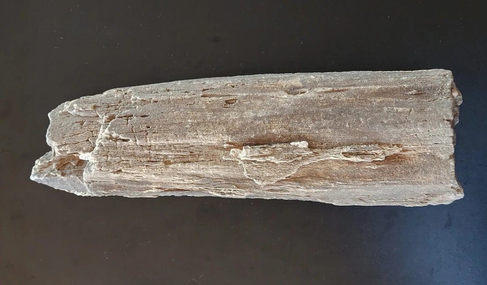 Petrified Wood Very Heavy Nice Definition