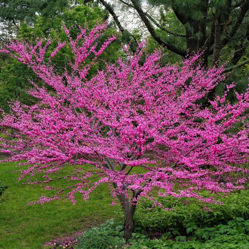 3 Eastern Redbud Tree - Cercis canadensis - 12-24" Tall