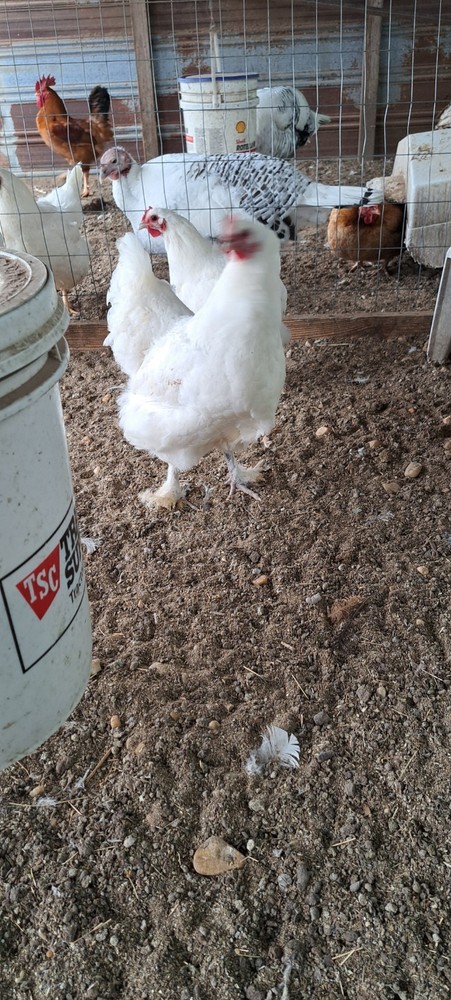 6 Croad Langshan Hatching Eggs (White & Splash)