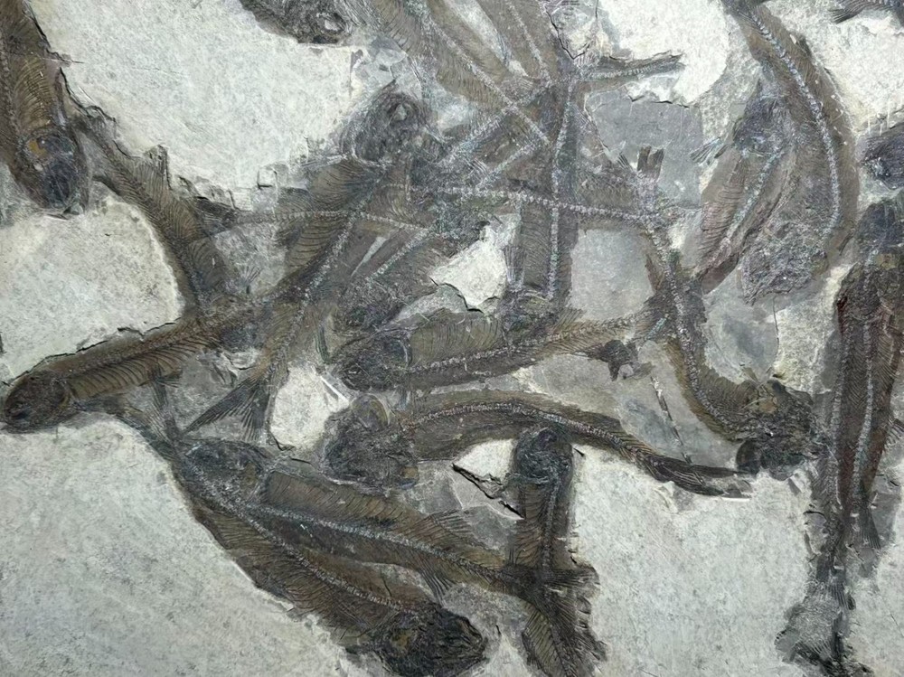 Lycoptera Fish Fossil Plate 50 × 35 cm – Multiple Specimens – Prehistoric Fish