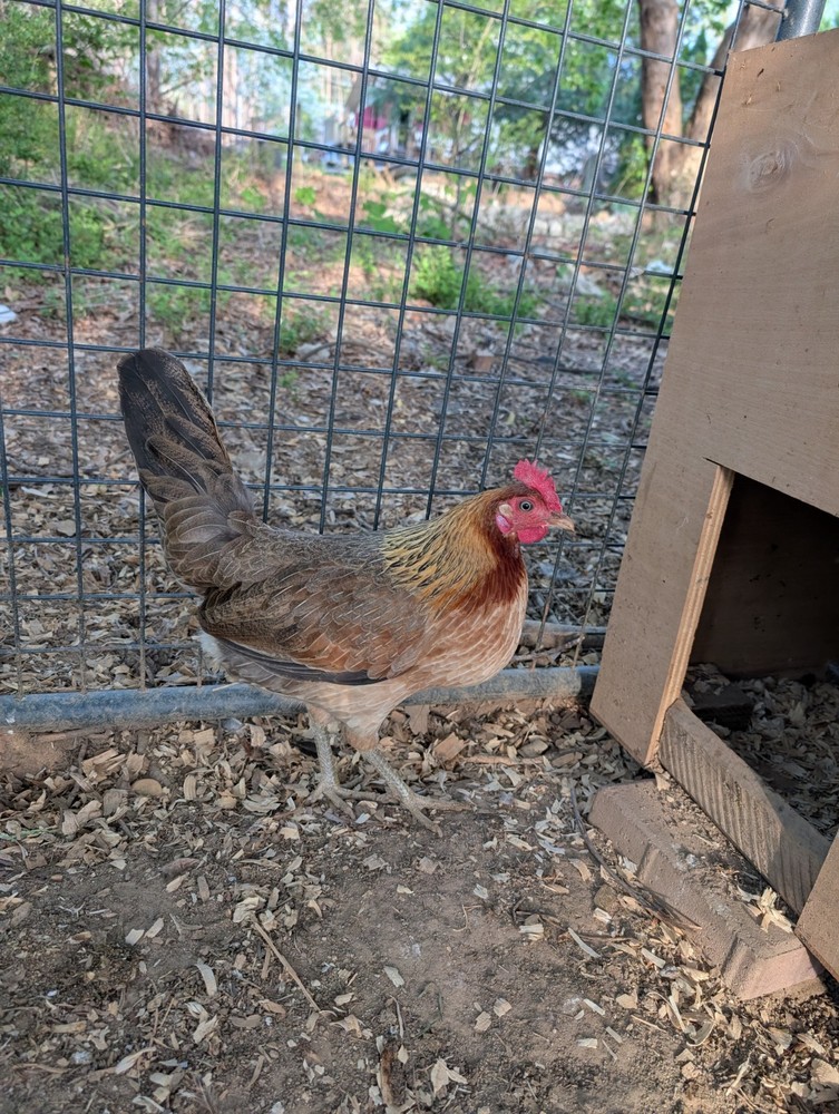 Assorted Chicken Hatching Eggs, Mixed Color, Rainbow basket eggs .