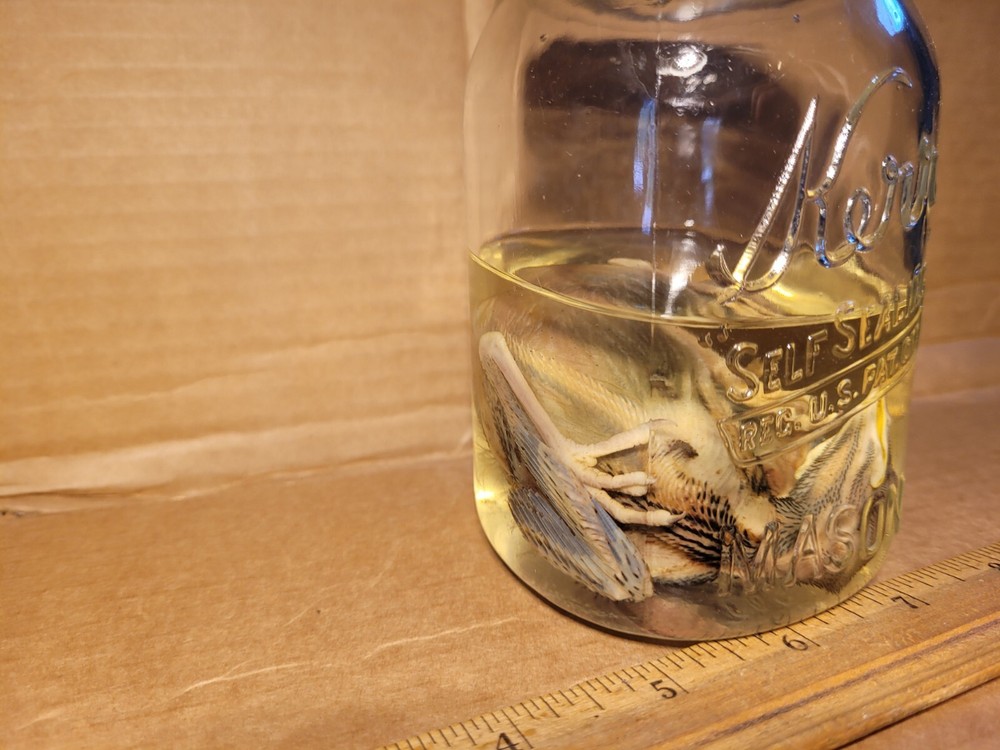 Preserved American Robin Chick