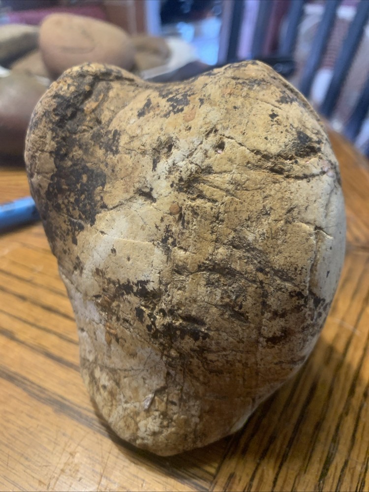 Fossils