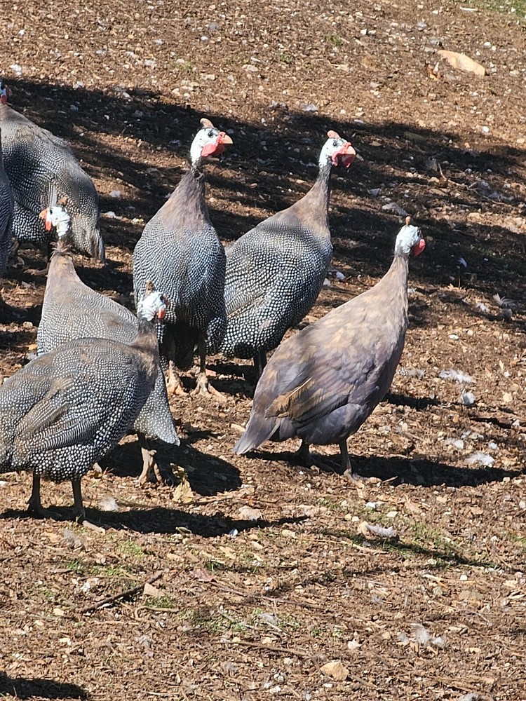 Guinea fowl hatching eggs
