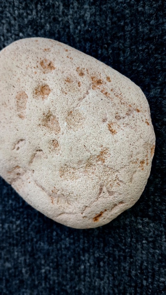 Fossilized Footprints! Hand Picked