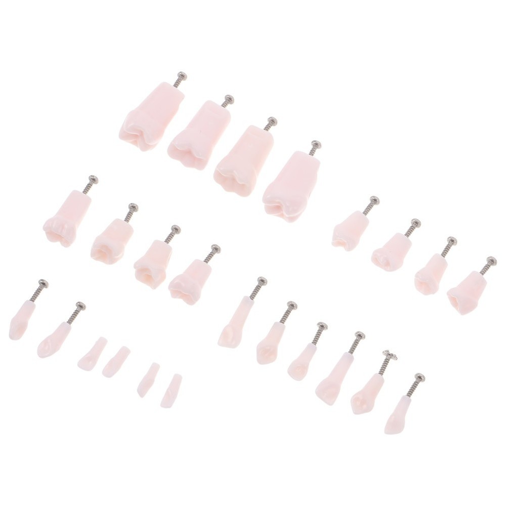 24 Pcs Dental Practice Teeth Typodont Teaching Model Removable Tooth Set