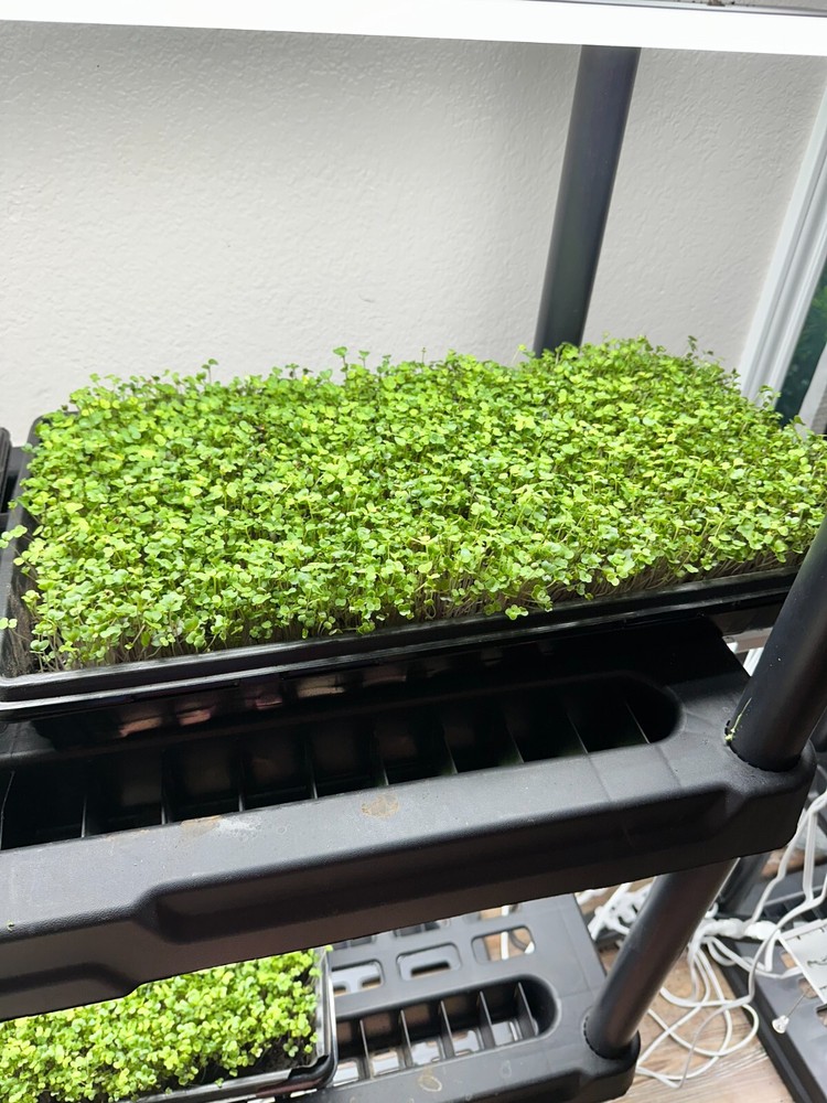 "Fresh Feast Microgreens Kit: 4 Seed Varieties, 3 Trays, 4 Harvests