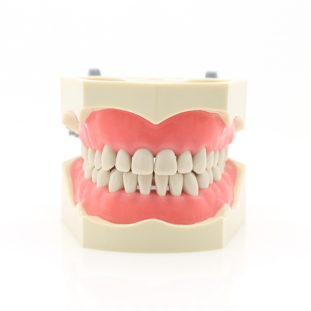 US Columbia Dentoform 860 Type Dental Typodont Model With 32Pcs Removable Teeth