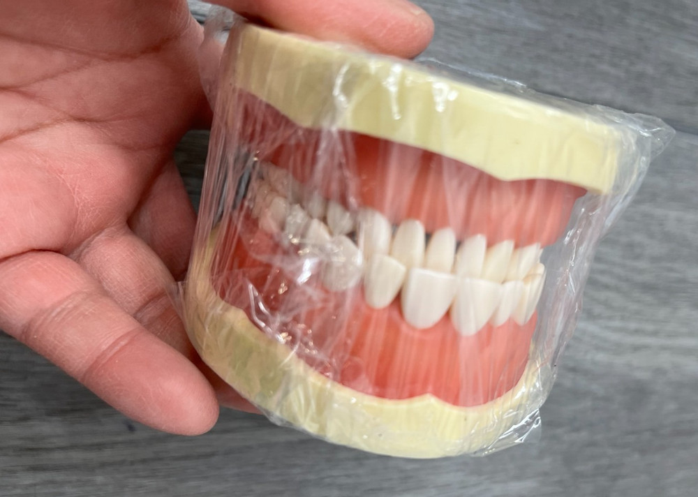 Dental Typodont Teeth Model Suitable for Teaching, Practice, Study (Model Only)