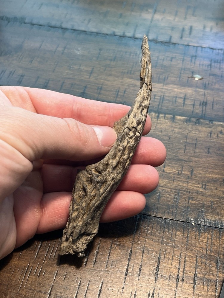 Crocodile Angular Lower Jaw Bone Dinosaur Age Fossil Hell Creek Form SD