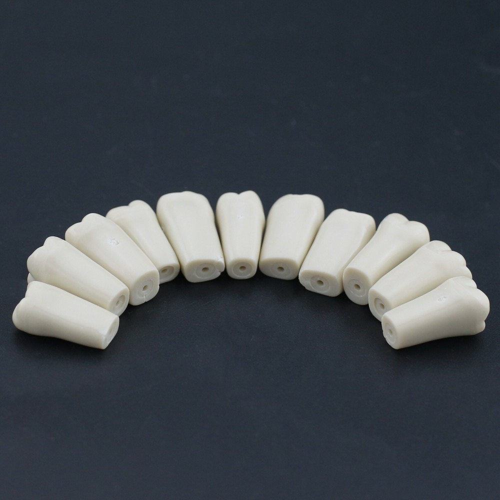 Dental Replacement 32PCS Teeth Typodont Screw-in Model Columbia 860 Type