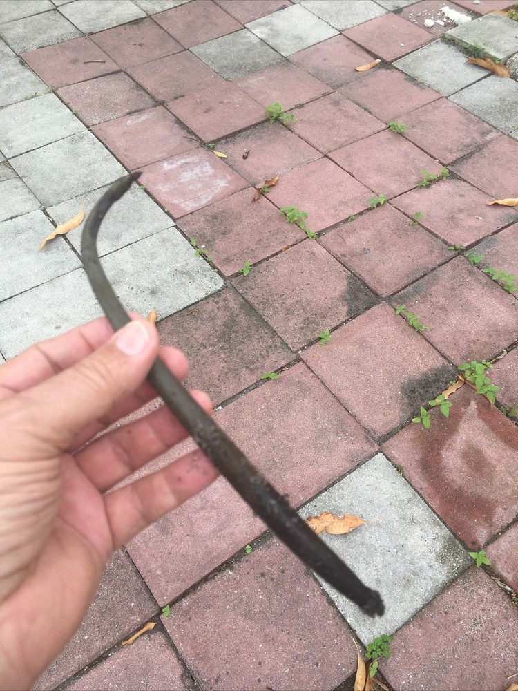 1 Florida mangrove seed