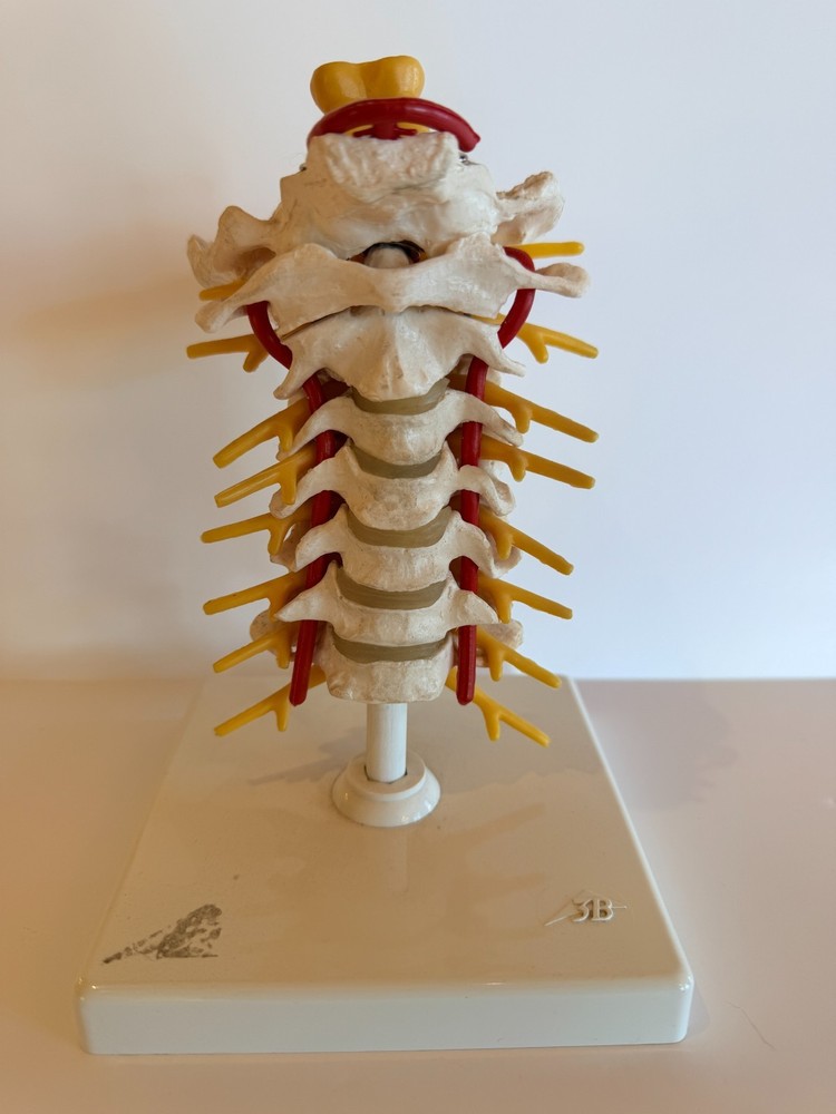 Cervical Spine Model 1000144, A7, 3B Scientific