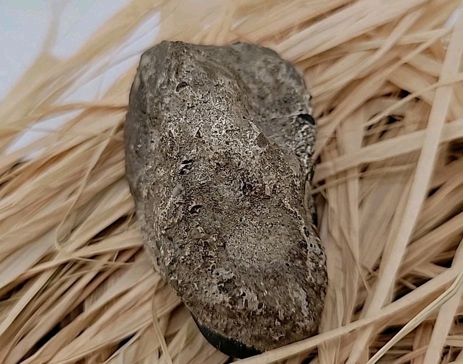 Egg Fossil Reptile Permineralized Compression Fossil