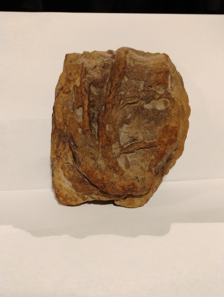 Prehistoric Fossil Specimen 100% Authentic