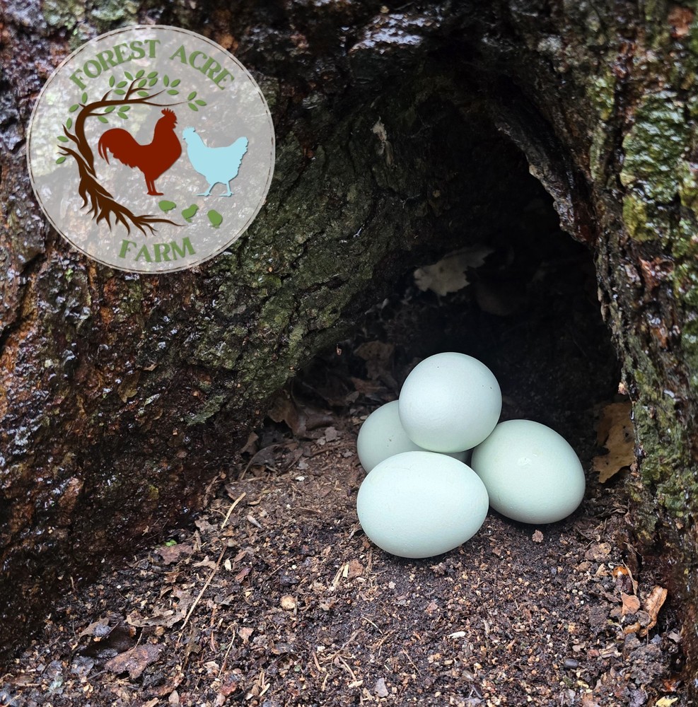 ARAUCANA HATCHING EGGS - 10+ Standard size - Multi Colors