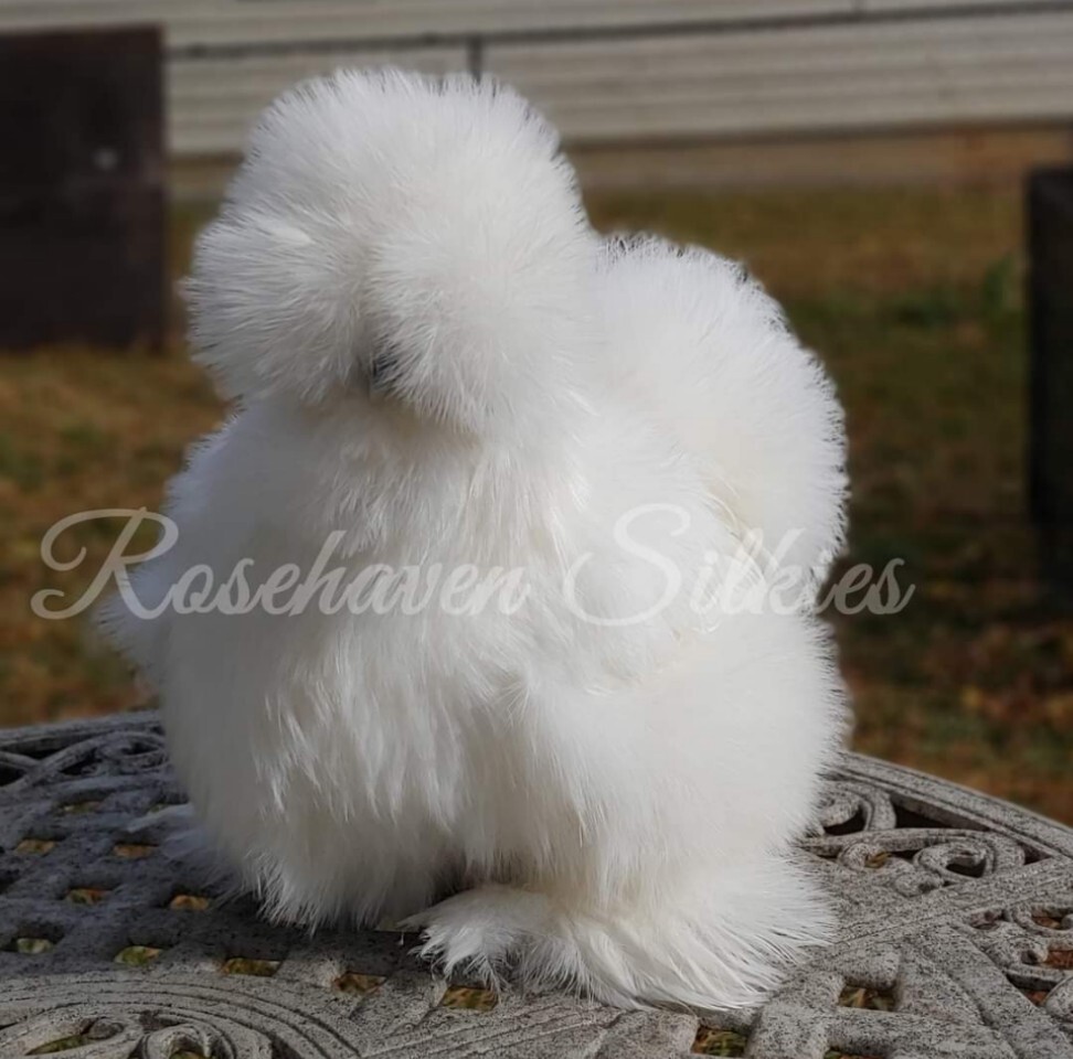 6 quality Silkie Hatching Eggs