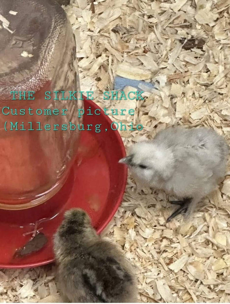 Silkie Chicken Hatching Eggs NPIP Certified