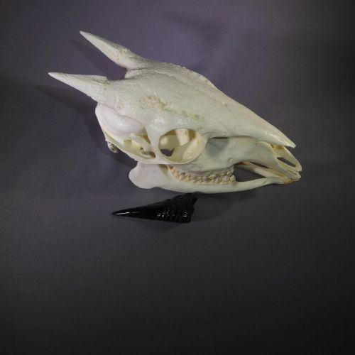 RED FOREST DUIKER  SKULL  REPLICA