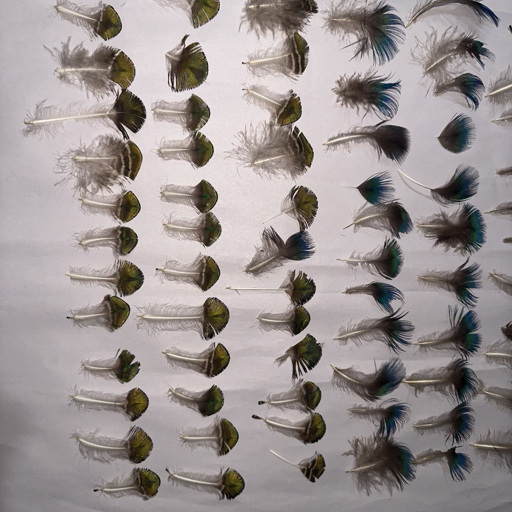 95 pc peacock feathers lot ref #2208