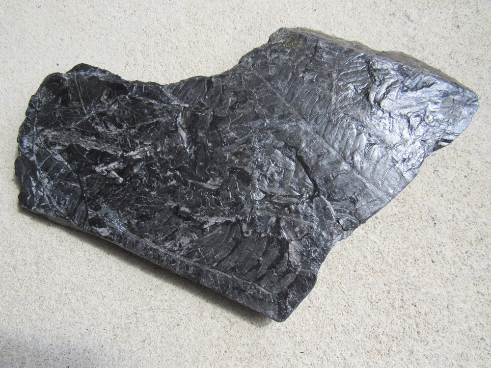 Museum quality  fossil plant  Beautiful, MEDIUM #4
