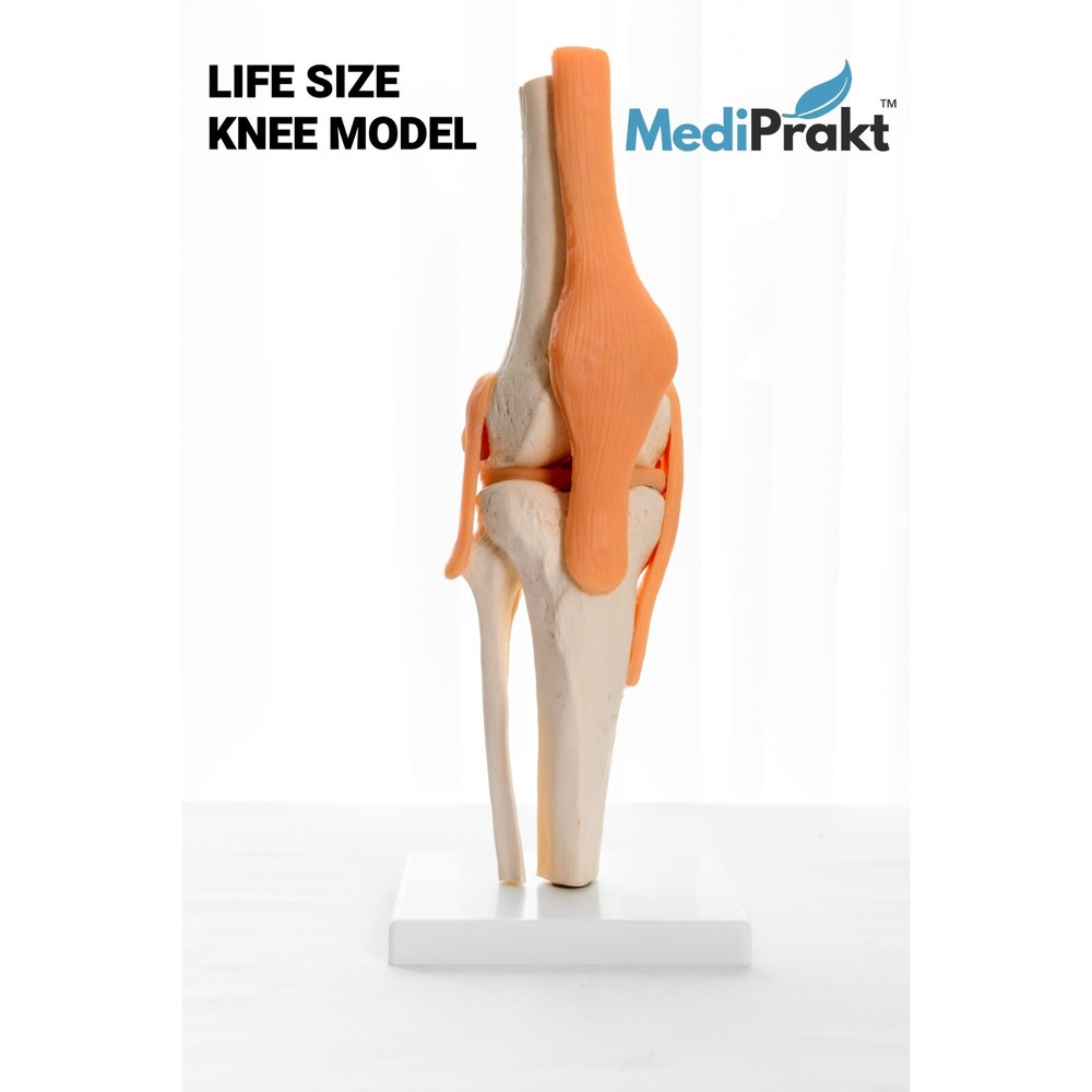 MediPrakt | JOINT MODEL COMBO - 4 | Hip Shoulder Knee Mini Spine