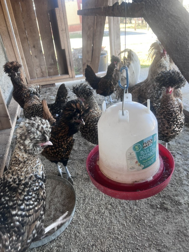 10++ Extra Candy Corn Polish Fertile Hatching Eggs