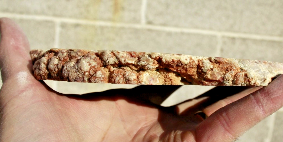 Fossil Cycad • Stem Section w/Mirror Finish • 1 pound 7.8 oz.