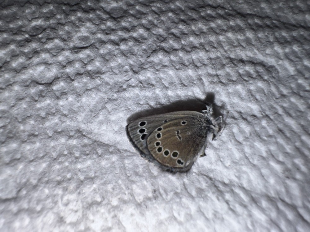 JSRL - SILVERY BLUE BUTTERFLY - Glaucopsyche lygdamus 1