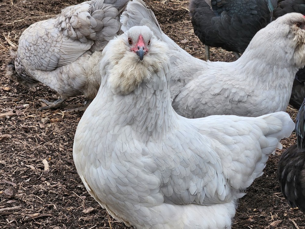 6 Lavender, B/B/S Ameraucana & Orpington (Easter Egger) Chicken Hatching eggs.