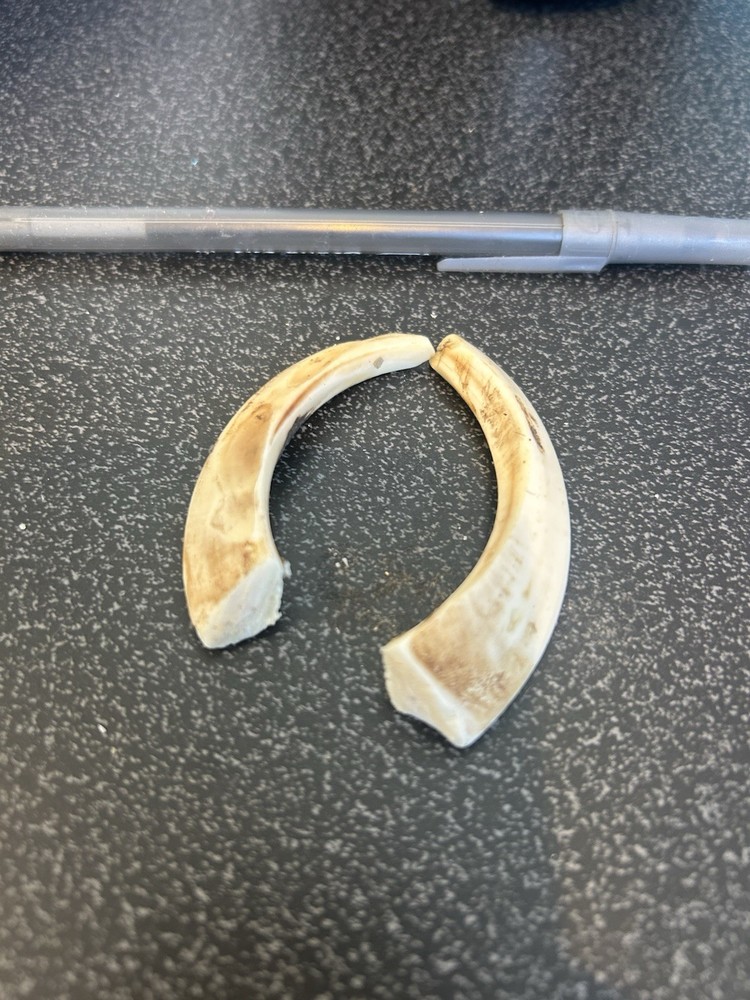 Boar Tusks