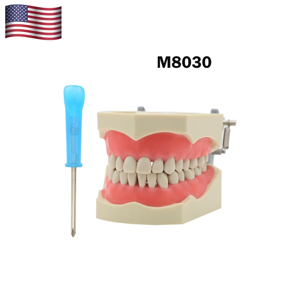 US Columbia Dentoform 860 Type Dental Typodont Model 32pcs Removable Teeth Model