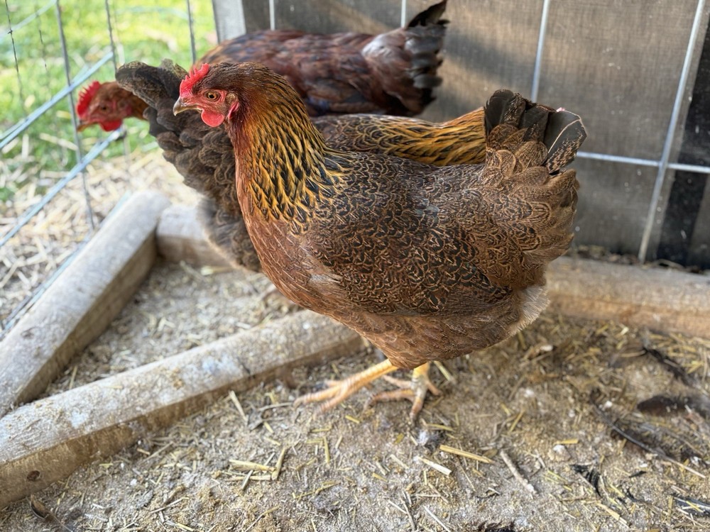 Welsummer hatching eggs (12 Eggs)
