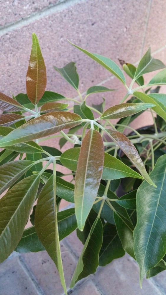 Suebelle Sapote Tropical Fruit Trees