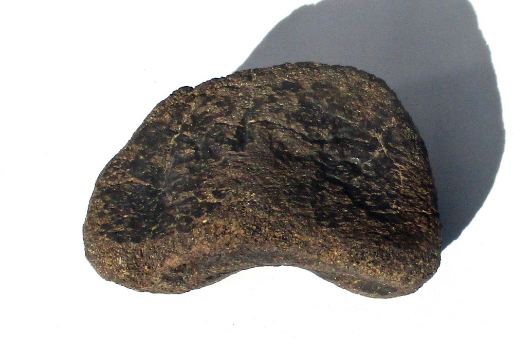Edmontosaurus Toe Bone - Hell Creek Formation Montana