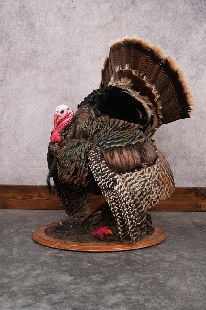 Merriam Turkey Mount SKU 2891