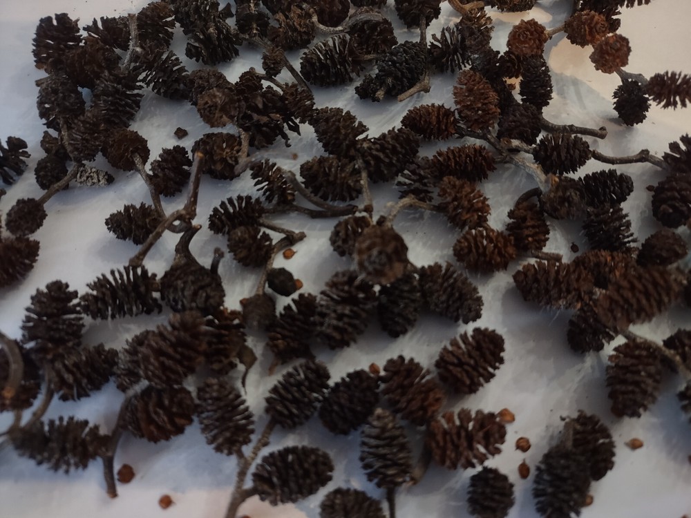 Alder cones for blackwater aquarium.