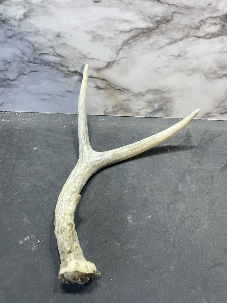 Small Deer Antler Whitetail Shed