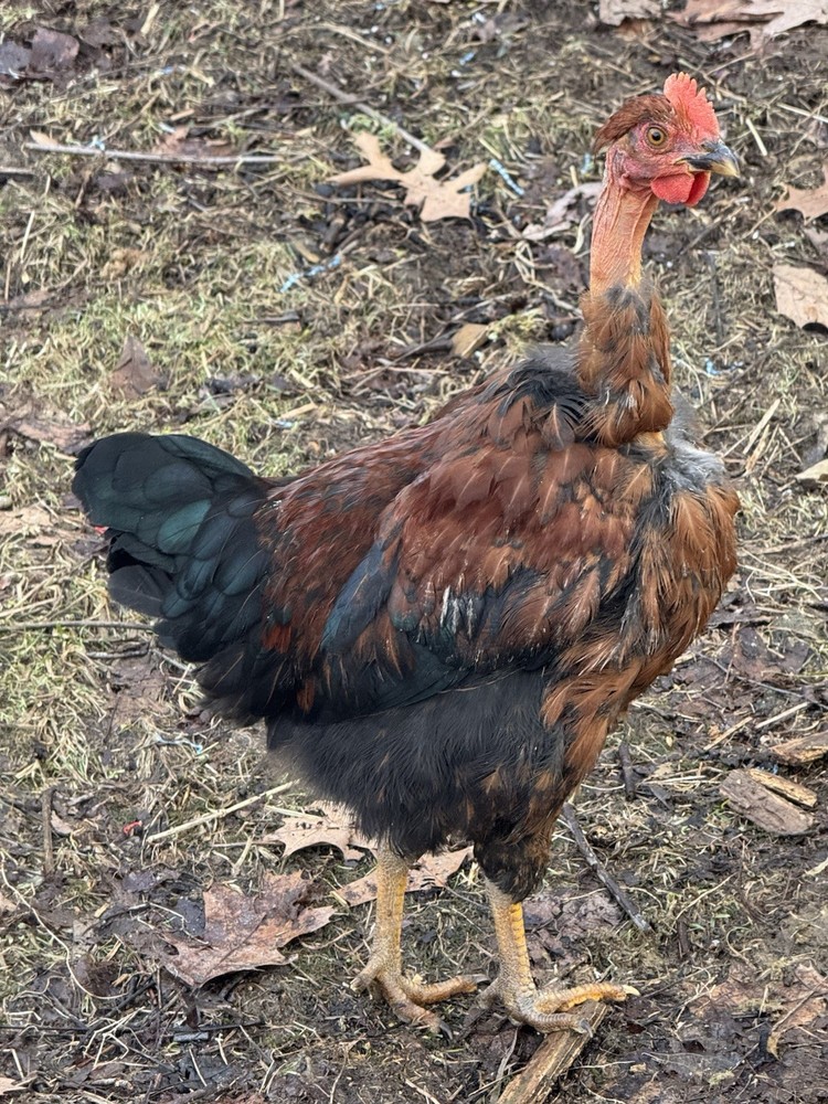 10 “Who’s Your Daddy?” RAINBOW Hatching Chicken Eggs 🤍🌈