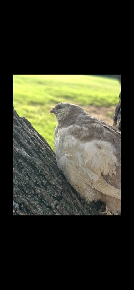 18 Celadon Blue/18 AssortedCoturnix Quail Hatching Eggs