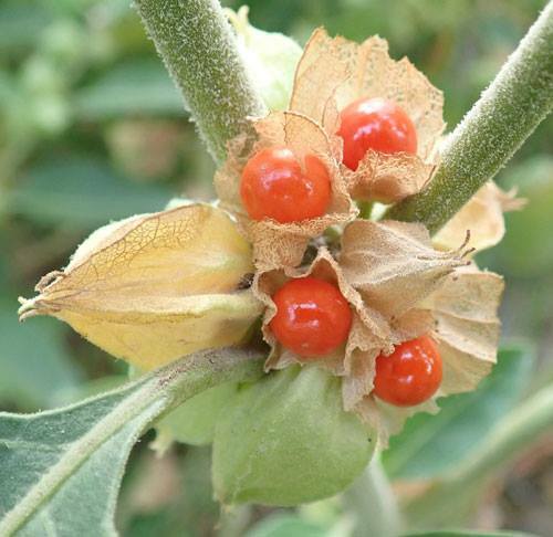 stress relieving herbs - ASHWAGANDHA ROOT COMPLEX 770mg - boost testosterone 1B