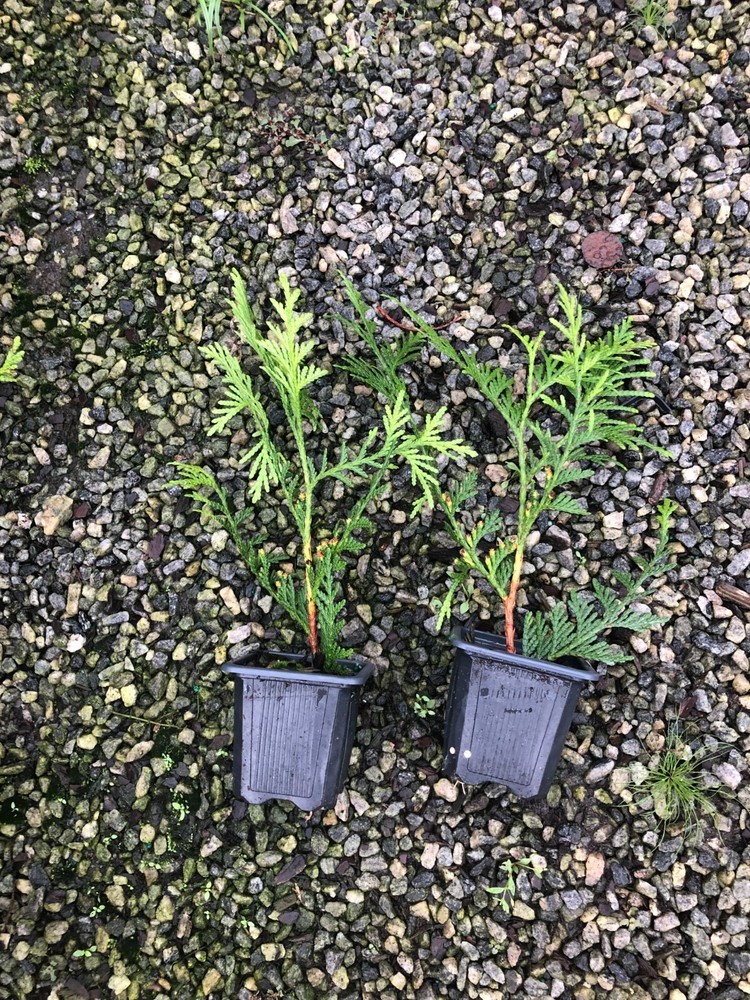 100-Thuja Green Giant Liners