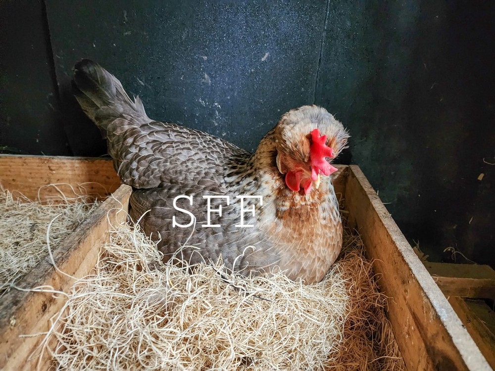 6pk Opal/Cream Legbar Hatching Eggs