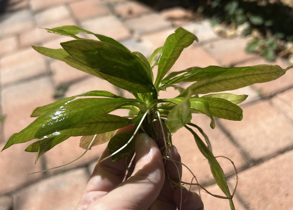 Compacta (Mini) Amazon Sword Plant