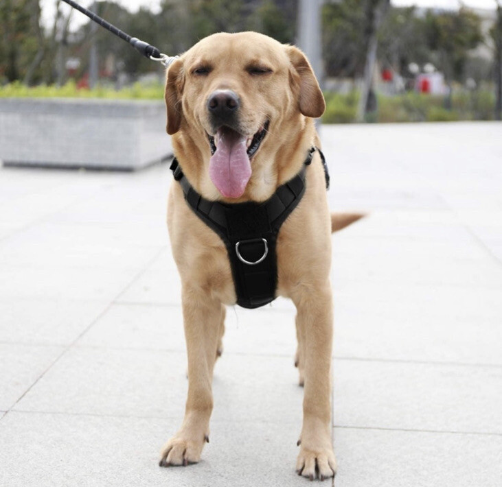 Tactical Dog Harness with Buckle size M