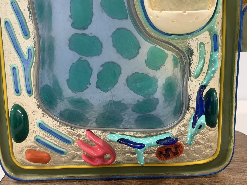 STACO Deluxe Plant Cell Model