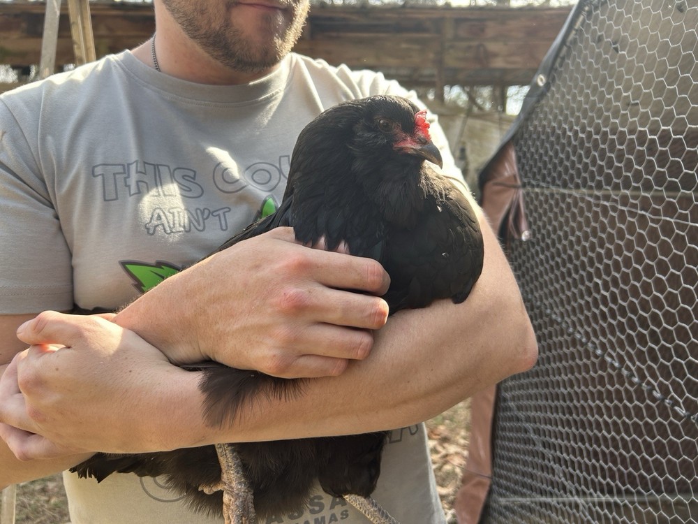 BYM Large Fowl Dozen Hatching Eggs