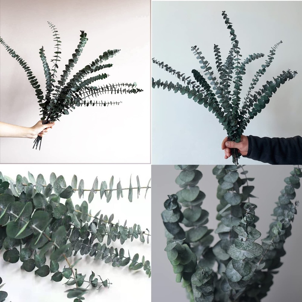 10 Pack Natural Dried Eucalyptus Bundle,17 Inch/45Cm Preserved Fresh Eucalyptus