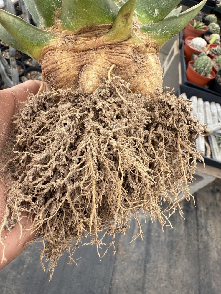 DTTN’S Premium Cactus Super Soil Mix First Time Offer!