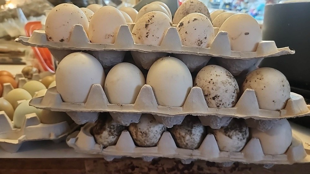 12 Fertile BYM Duck Hatching Eggs